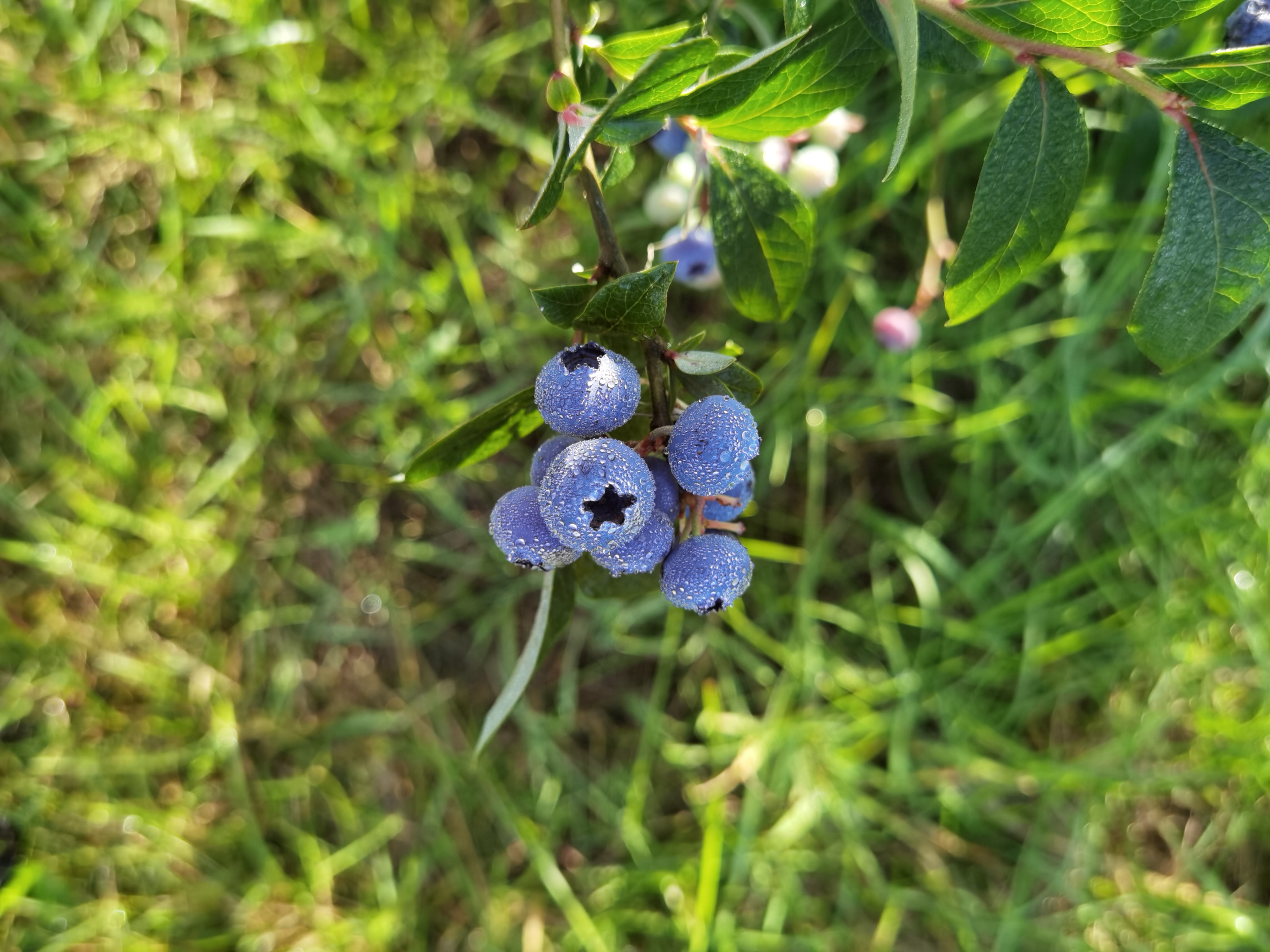 blåbär självplock